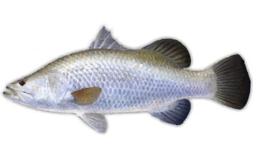 Barramundi