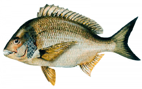 Black Bream