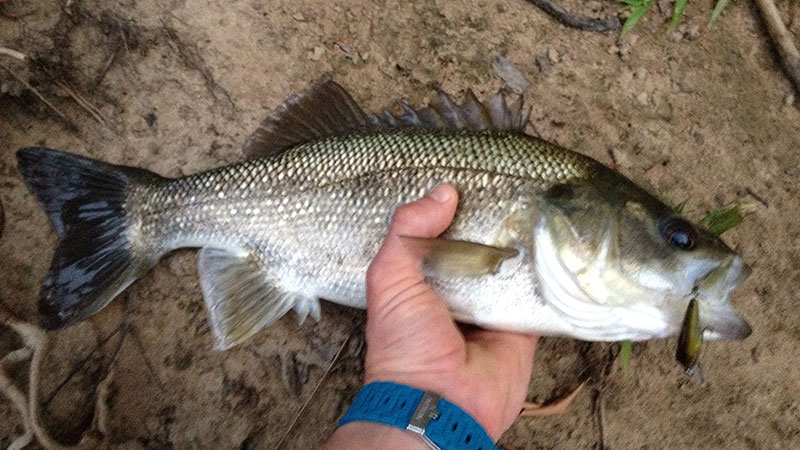 Australian Bass caught from Eudlo Creek, Great bass fishing on the Sunshine Coast