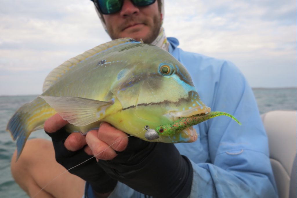 Blue Bone caught at Steep Point / Shark Bay