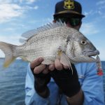 Another Bream on the Surface