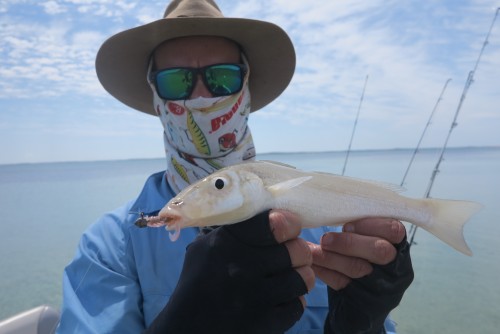 Shark Bay Whiting on the Flats