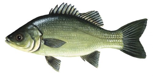 Australian Bass can grow up to 65cm and 3kg