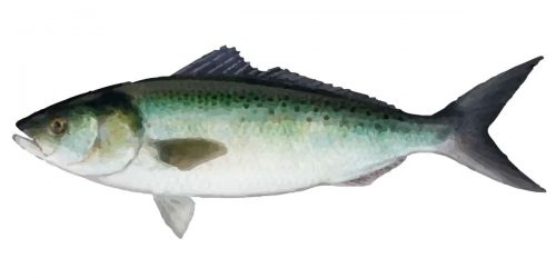Australian Salmon - Barramundi of the South