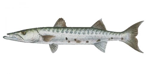 The Great Barracuda of Australia can grow up to 1m in length