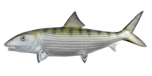 Bonefish can grow up to 90cm and 8.6kg in weight.