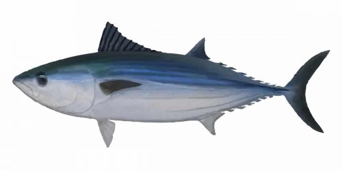 Australian Bonito can grow up to 1m and 9.4 kg in weight