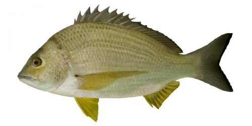 Yellowfin Bream can grow to 65 cm in length and about 4 kg in weight!