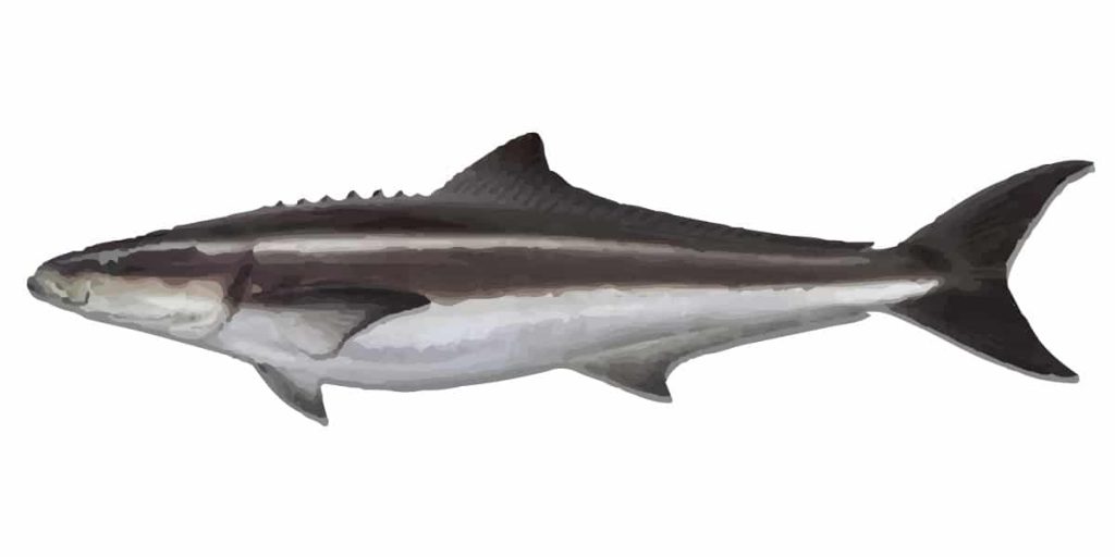 Cobia or Black kingfish how to target them on lures and info