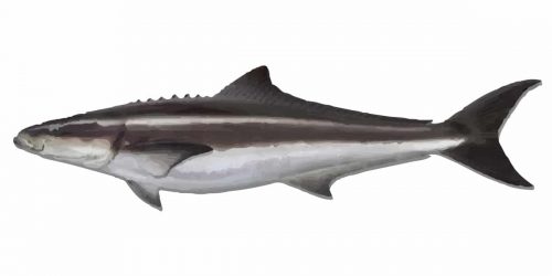 Cobia can grow to a maximum length of 2m and up to 78kg in weight