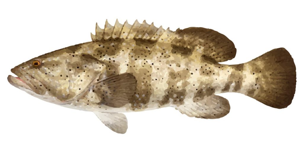 The Black Spotted Rockcod is mostly known as a Estuary Cod