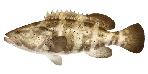 The Black Spotted Cod can grow to 140cm in length and 32kg in weight.