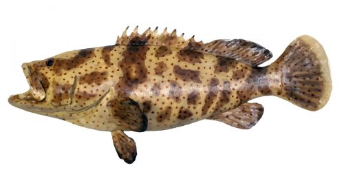 The Gold Spotted Cod can grow to 140cm in length and 32kg in weight.