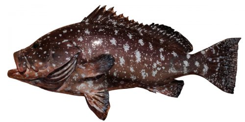 Rankin Cod can then grow up to 100cm and weigh as much as 20kg