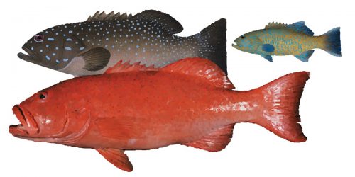 Coral Trout can grow to over 100cm, but generally only reach 75cm and weigh in at 6 to 8kg.