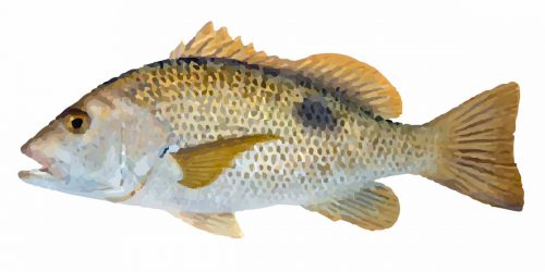 Golden Snapper can grow up to 70cm and weigh up to 8kg