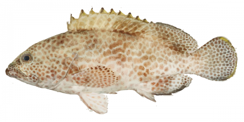 Flowery Rockcod can grow up to 120cm in length!