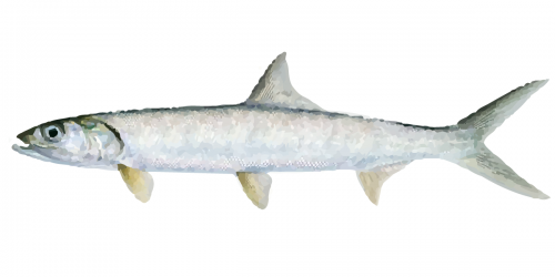 Giant Herring can grow to about 6-7kg and reach over 1.3 metres long.