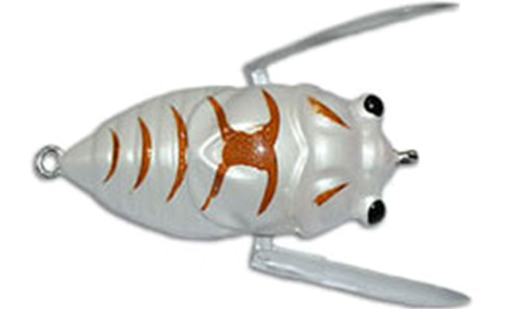 The AusTackle Insekta Cicada Lure - Know where to use this lure - Fishing  Spots