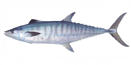 Broadbar Mackerel