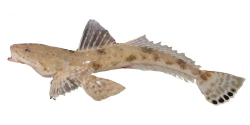 Blue Spot Flathead