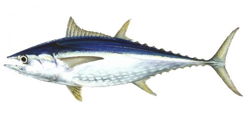 Longtail Tuna Fish