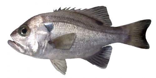 Pearl Perch Fish