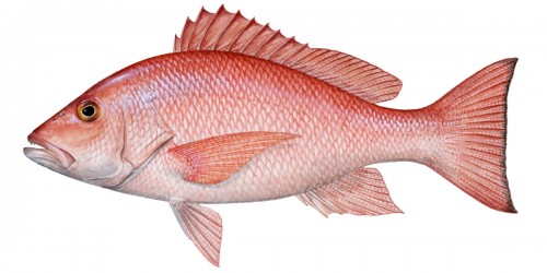 Red Bass Fish