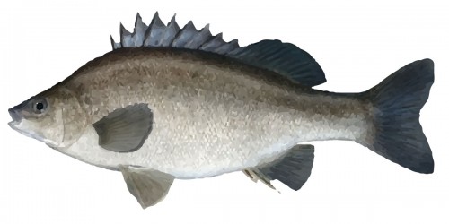 Silver Perch Fish Freshwater