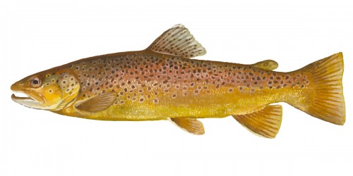 Brown Trout