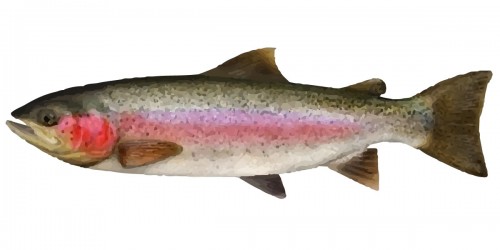 Rainbow Trout