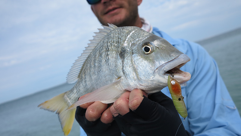 Yellowfin Bream on the surface near Gregorys Bay