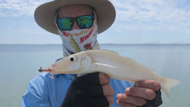 The Yellowfin Whiting population is huge, they're a great fish to poppers and small soft plastics