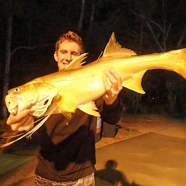 92cm Threadfin Salmon land based fishing the Brisbane river