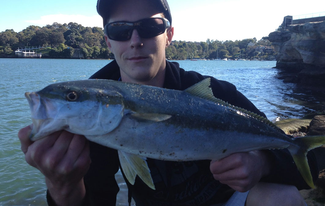 Kingfish from Sydney