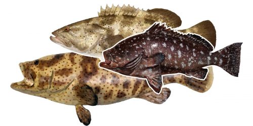 Gold Spot Cod, Rankin Cod, Black Spot Cod