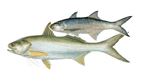 Blue Salmon, Threadfin Salmon