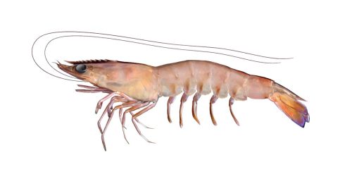 prawn