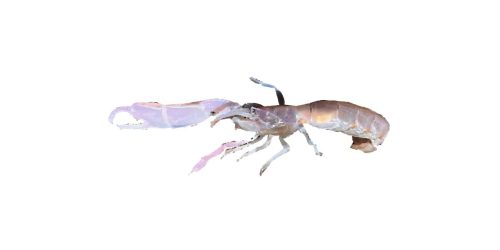 saltwater yabby